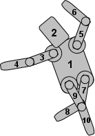 Robot with numbered nodes and limbs
