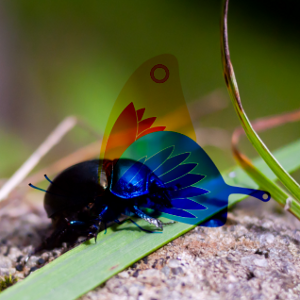 Beetle and butterfly blended together