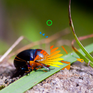 Blend effect with lighterColor mode