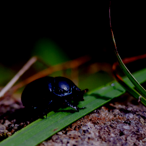 Darkened beetle, brightness -0.25