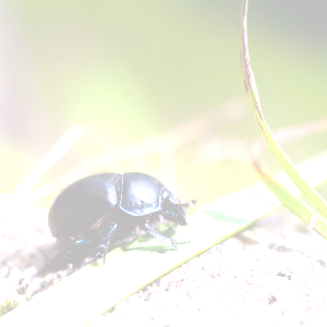 Brightened beetle, brightness 0.5