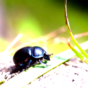 Beetle with adjusted brightness and contrast
