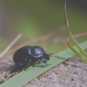 Beetle with reduced contrast