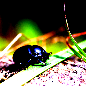 Beetle with increased contrast