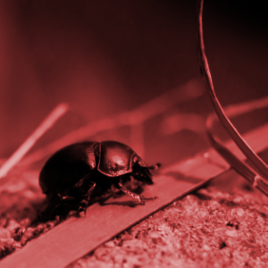 Beetle with colorize effect applied