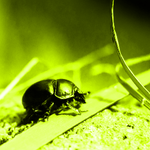 Beetle colorized with hue 0.2