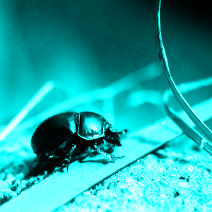 Beetle colorized with hue 0.5