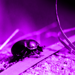 Beetle colorized with hue 0.8
