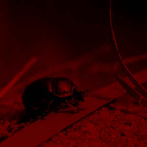 Beetle darkened, lightness -0.75