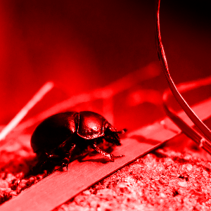 Beetle at normal lightness