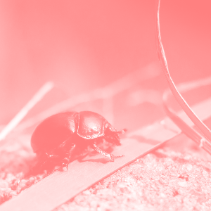 Beetle lightened, lightness 0.75