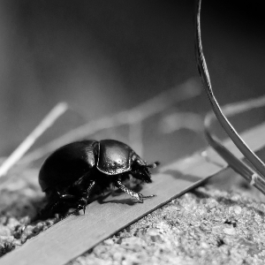 Beetle desaturated, saturation 0
