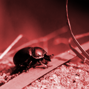 Beetle with saturation 0.5