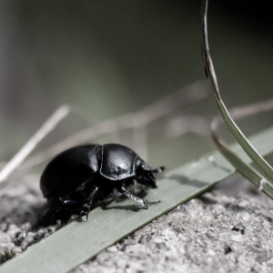 Beetle with colors desaturated