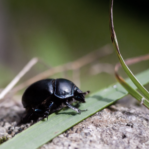 Beetle partially desaturated