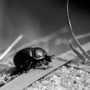 Beetle fully desaturated to grayscale