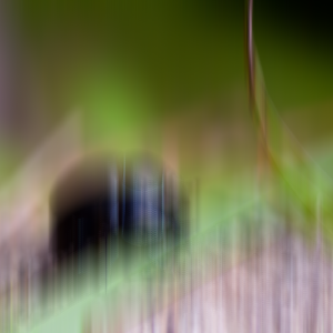 Beetle with maximum blur length