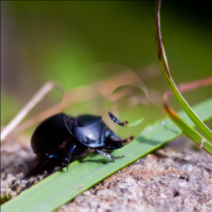 Beetle with displacement effect applied
