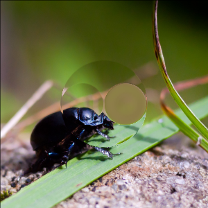 Beetle displaced inward