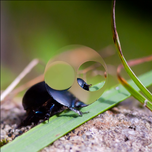 Beetle displaced outward