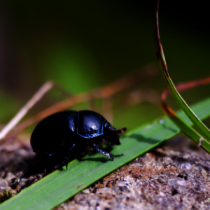 Beetle with gamma adjustment applied