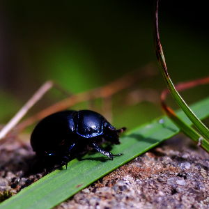 Darkened beetle, gamma 0.5