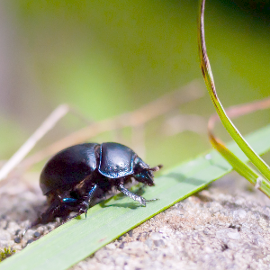 Brightened beetle, gamma 2.0