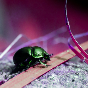 Beetle with hue shifted left