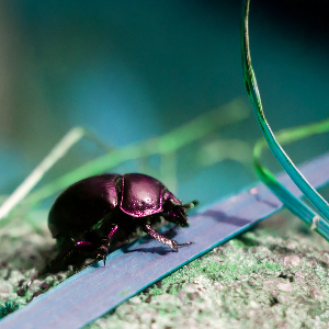 Beetle with hue shifted right