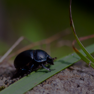 Beetle darkened
