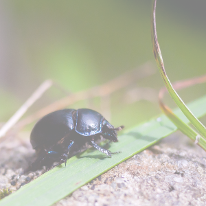 Beetle lightened