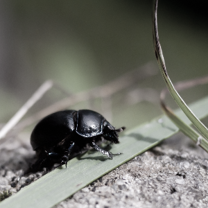 Beetle mostly desaturated