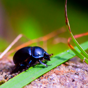 Beetle with increased saturation