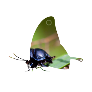 Beetle with circular mask applied