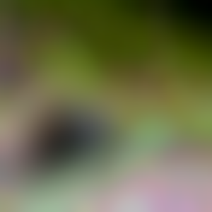 Beetle with 70 blur loops