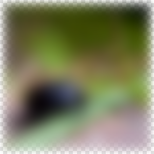 Blur with transparent border enabled