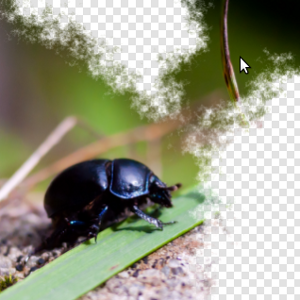 Beetle with threshold mask applied