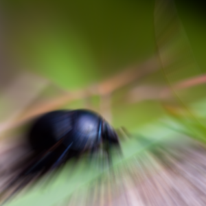Beetle with zoom blur effect